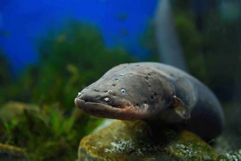 eel facts and information
